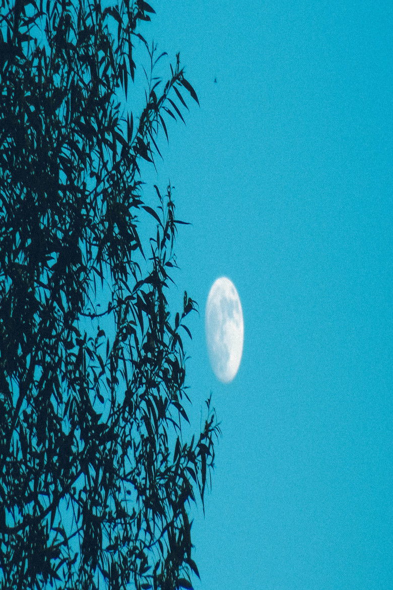 Imatge de Moongazer's Moonlight Reverie