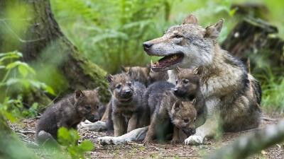 Still image for All About Animals season 1 episode 9: Episode 9