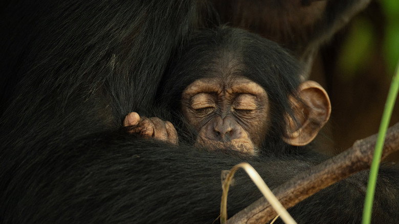 Still from The Secret Lives of Animals - ซีซัน 1 ตอน 2