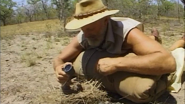 Imatge de In The Bush