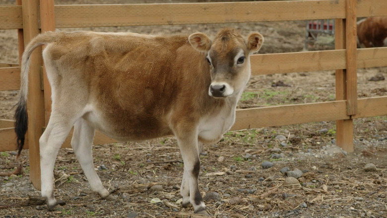 Assistir Yukon: Plantão Veterinário 11x9 Online