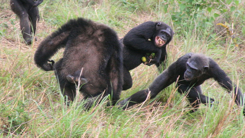 Still image for Rescued Chimpanzees of the Congo with Jane Goodall season 1 episode 3: Making Friends Still image for Rescued Chimpanzees of the Congo with Jane Goodall season 1 episode 3: Making Friends