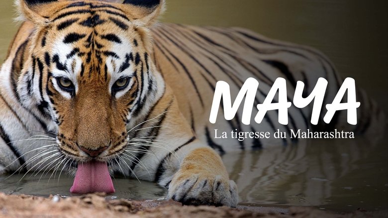 Maya, la tigresse du Maharashtra (2020)