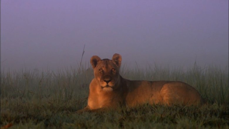 Swamp Lions (2010)