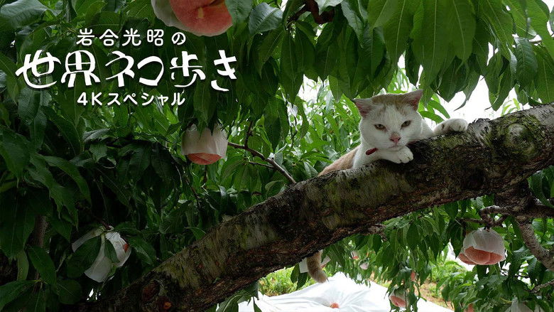 Still image for Mitsuaki Iwago's World “Cats” Travelogue season 1 episode 143: Yamanashi Still image for Mitsuaki Iwago's World “Cats” Travelogue season 1 episode 143: Yamanashi