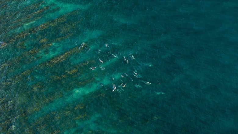 Still image for Super Shark Highway season 1 episode 2: Love Bites