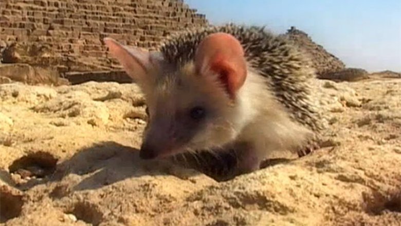 Podivuhodná cesta ježka Aladina Sezóna 1 Epizoda 1 bombuj