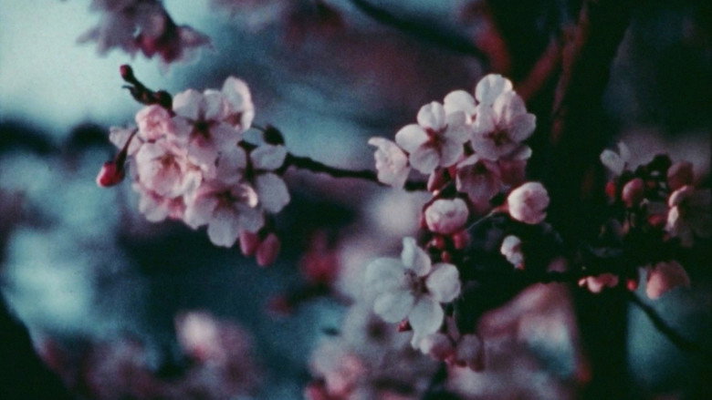 Imatge de Cherry Blossoms