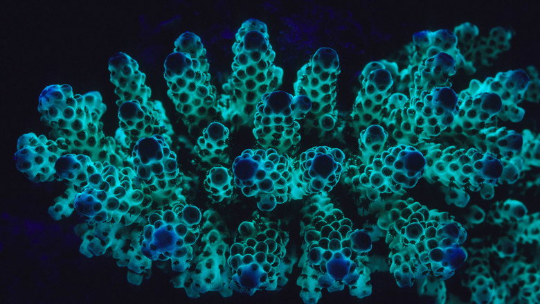Still from The Blue Planet - Season 1 Episode 6
