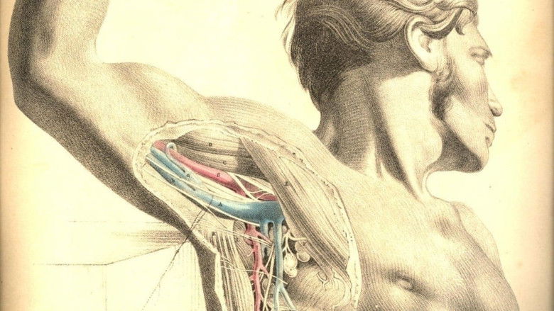 Backdrop de Anatomy Collection