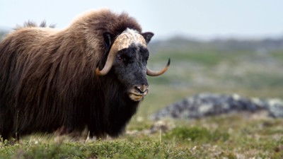 Still image for Wild Wild East season 1 episode 12: Seasons Still image for Wild Wild East season 1 episode 12: Seasons