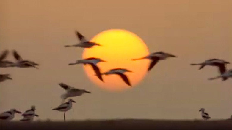 Still from The Life of Birds - Season 1 Episode 10