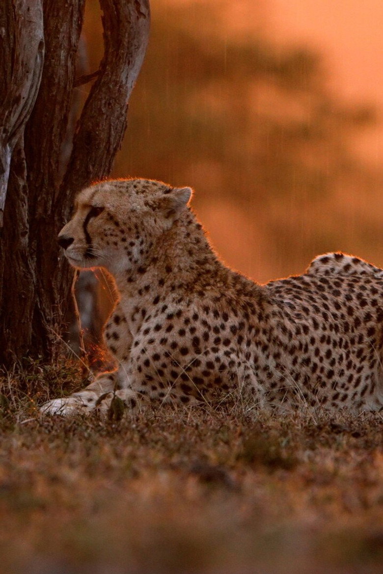 The Last Cheetahs background