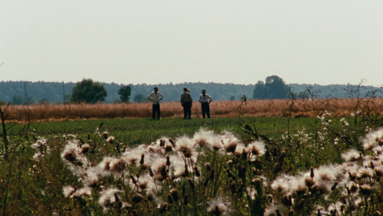 Image d'arrière-plan 6 du film Z daleka widok jest piękny