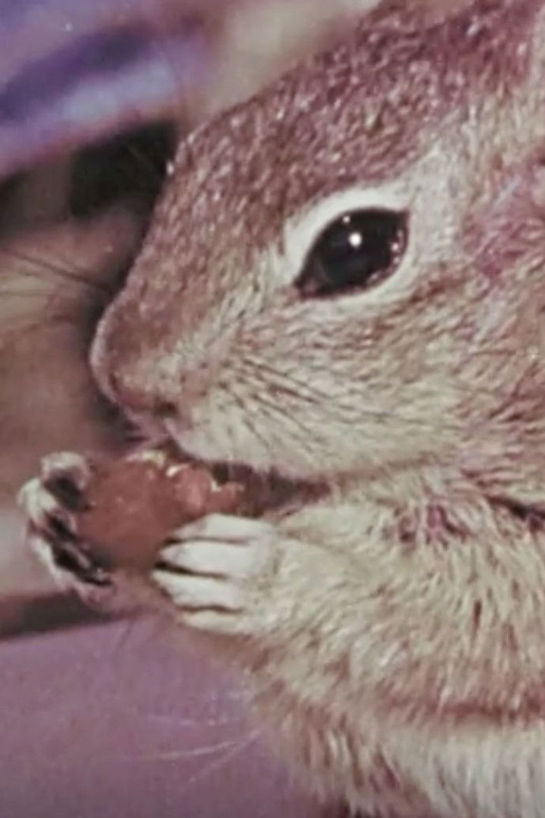 Imatge de Squeak the Squirrel