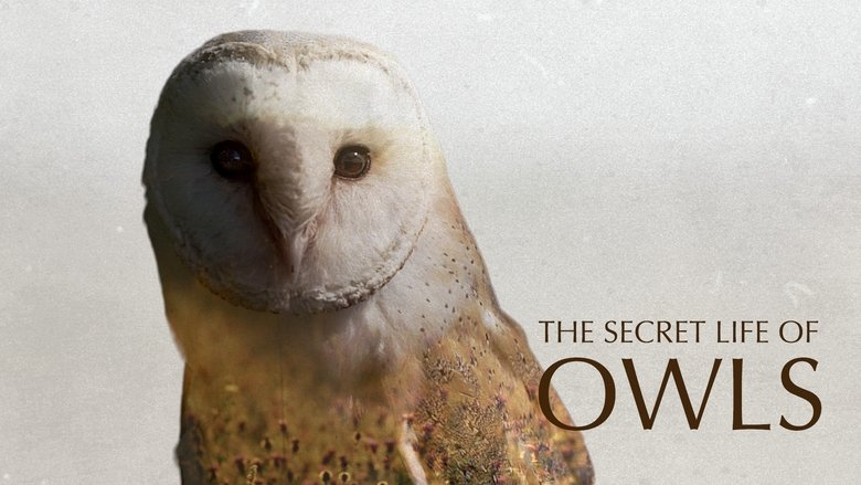 The Secret Life of Owls