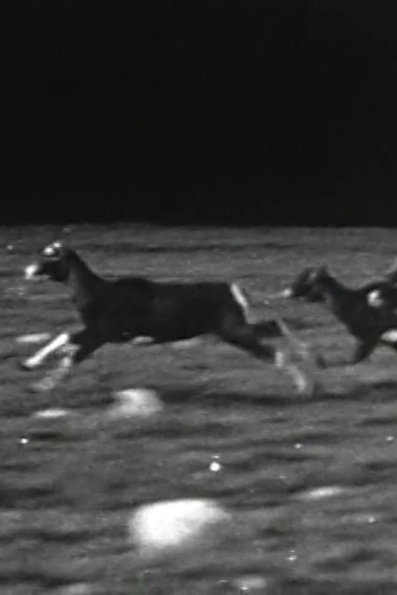 Imatge de Animals Running