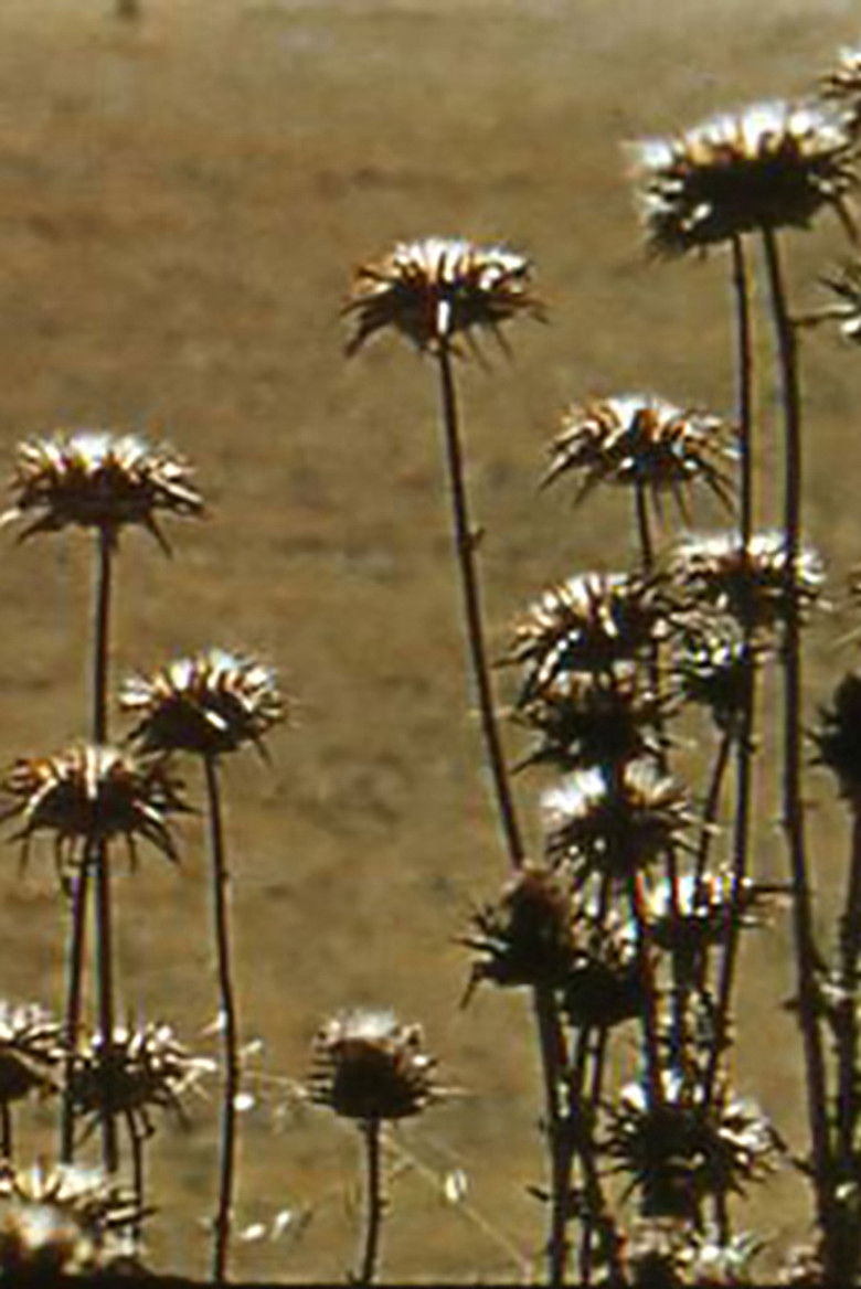 Imatge de Pastorale d'été