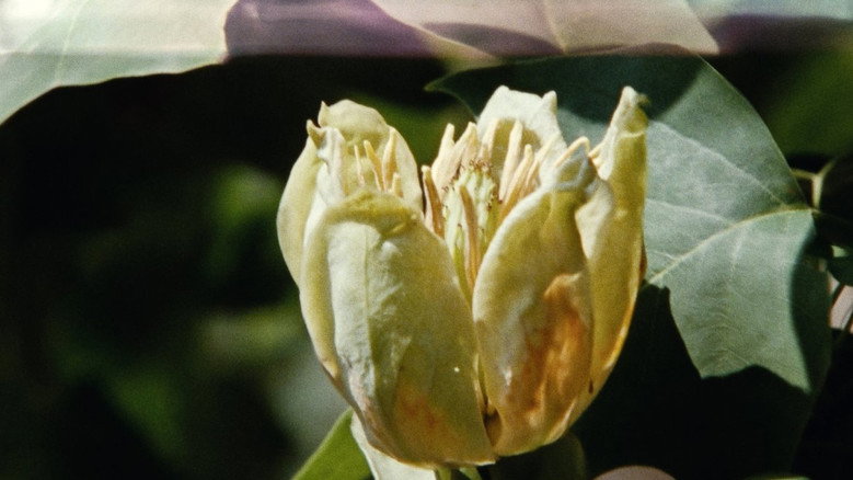 Imatge de Sept promenades avec Mark Brown