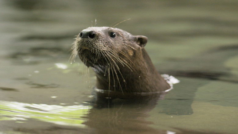 Still image for Secrets of the Zoo: North Carolina season 1 episode 8: Running Otter Time Still image for Secrets of the Zoo: North Carolina season 1 episode 8: Running Otter Time