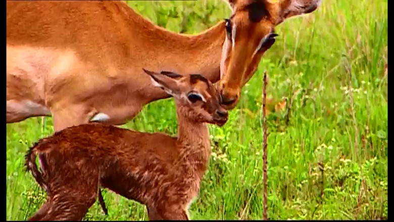 Still image for Animal Life: Young & Wild season 1 episode 1: Episode 1