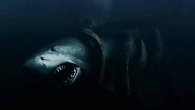 Backdrop de Mega Shark Collection