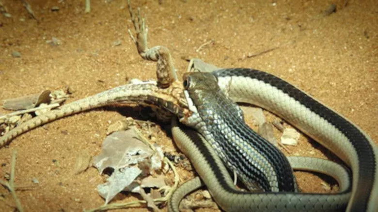 Still image for Biodiversité : les sanctuaires de l'espoir season 1 episode 1: Episode 1