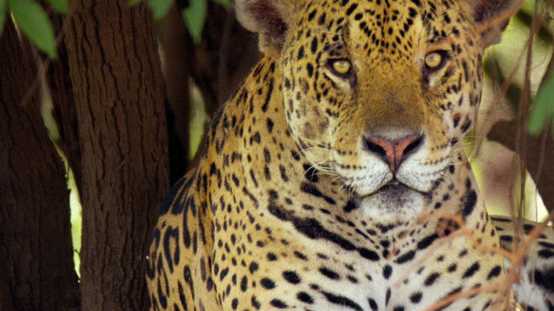 Still image for Brazil Untamed season 1 episode 4: Jaguar Den Still image for Brazil Untamed season 1 episode 4: Jaguar Den