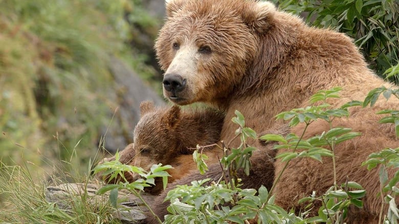 Alaska's Giant Bears (2023)