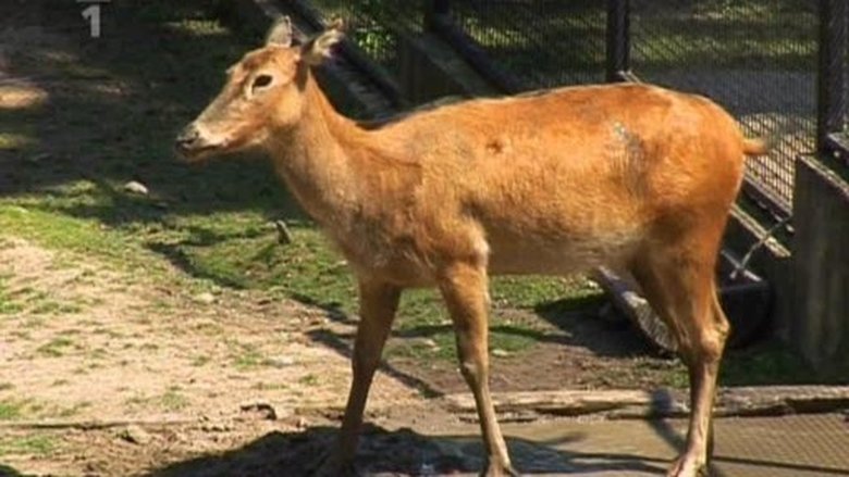 Přežili rok 2000 Sezóna 1 Epizoda 3 bombuj