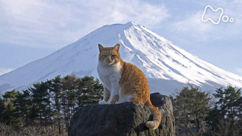 Still image for Mitsuaki Iwago's World “Cats” Travelogue season 1 episode 127: Yamanashi Still image for Mitsuaki Iwago's World “Cats” Travelogue season 1 episode 127: Yamanashi