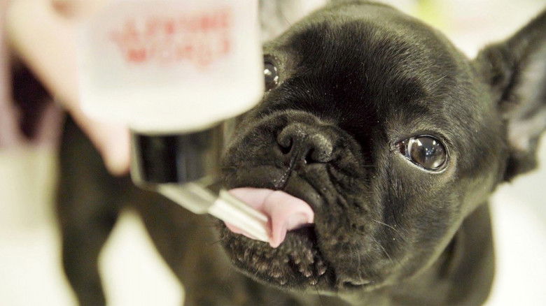 Still image for Ambulances animales season 1 episode 24: Episode 24 Still image for Ambulances animales season 1 episode 24: Episode 24