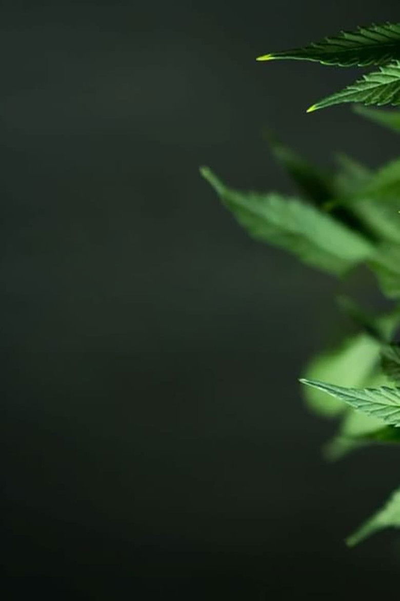 Imatge de Weed: A Dr. Sanjay Gupta Special