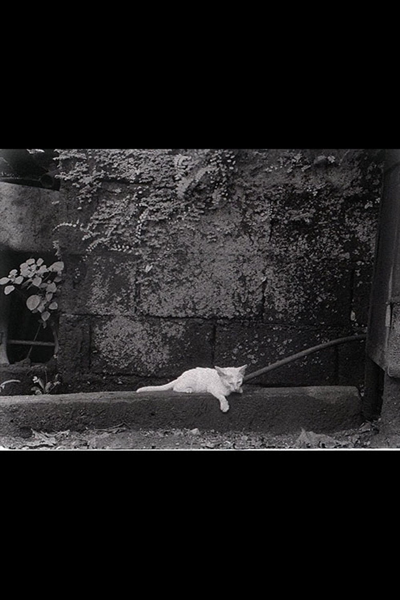 Director's Cat background