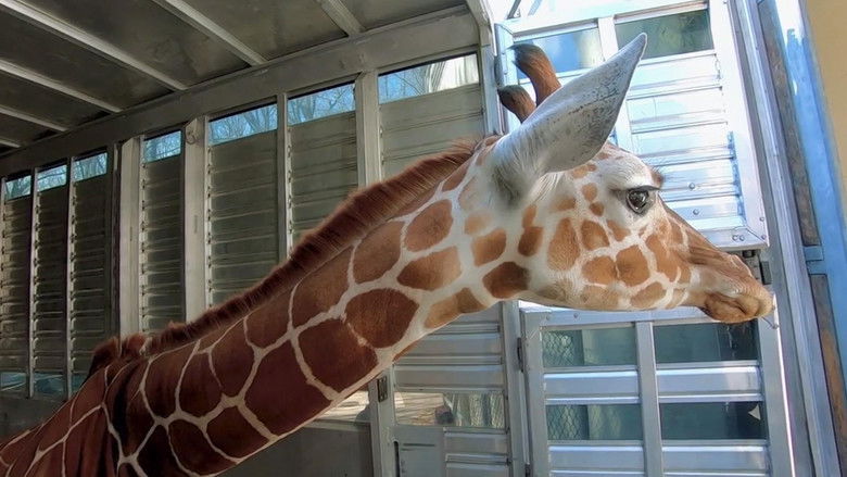 Still image for Secrets of the Zoo: North Carolina season 1 episode 5: Giraffic Park Still image for Secrets of the Zoo: North Carolina season 1 episode 5: Giraffic Park