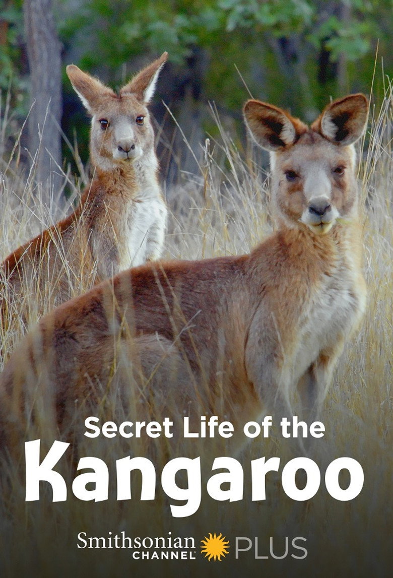 Secret Life of the Kangaroo