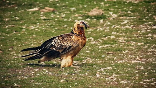 Still image for Wild Corridors season 1 episode 4: Bearded Vultures/Cnàimh-bhristich