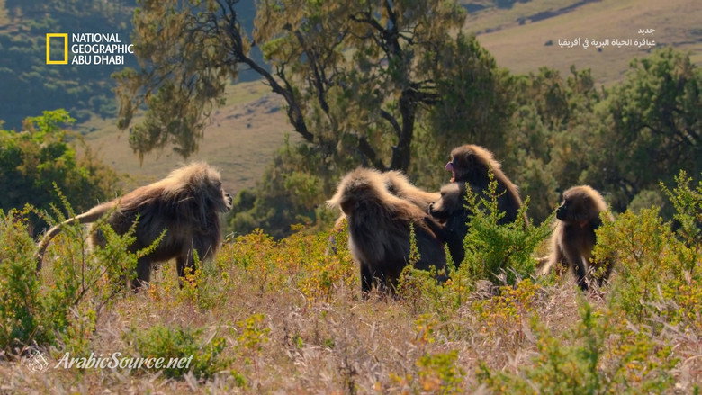 Кадр із фільму «Africa's Wild Geniuses»