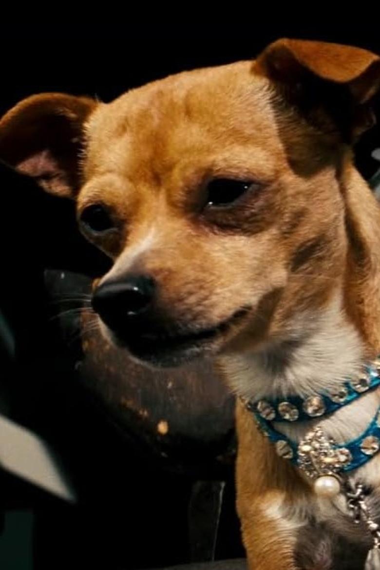 Chester the Chihuahua portrait image