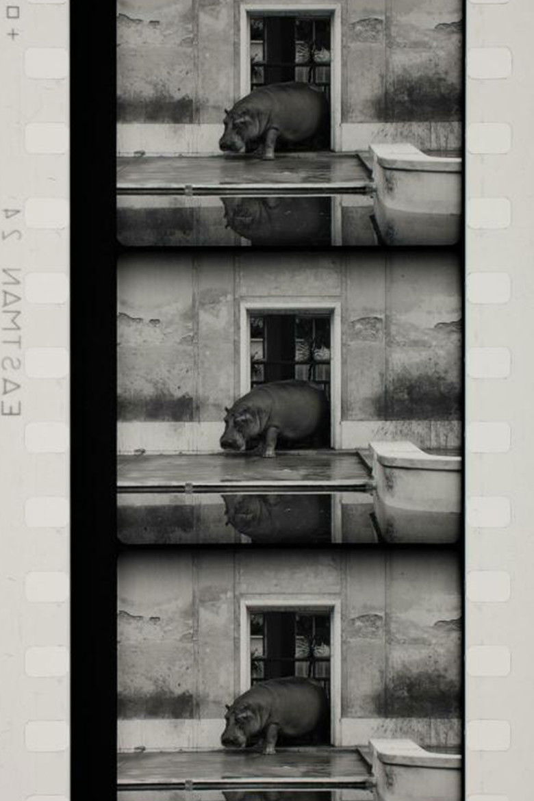 Imatge de Flusspferde