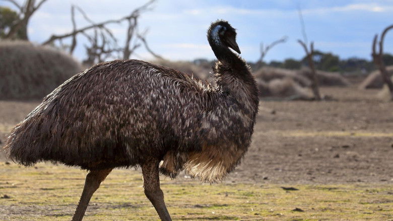 Still image for Wild Tales season 1 episode 6: Journey of the Emu