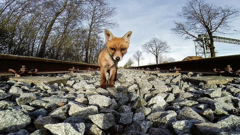 Still from Amsterdam Wildlife