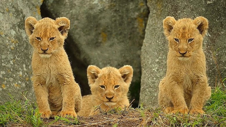 Cuccioli+nella+natura