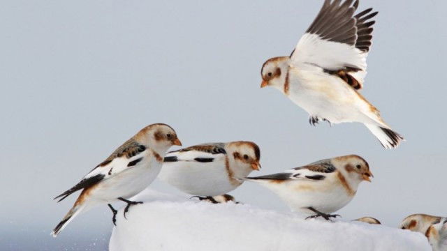 Still image for The National Geographic Guide to Birding in North America season 1 episode 18: Passerines: From Thrashers to Warblers