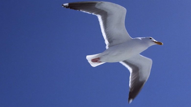 Jonathan Livingston le goéland