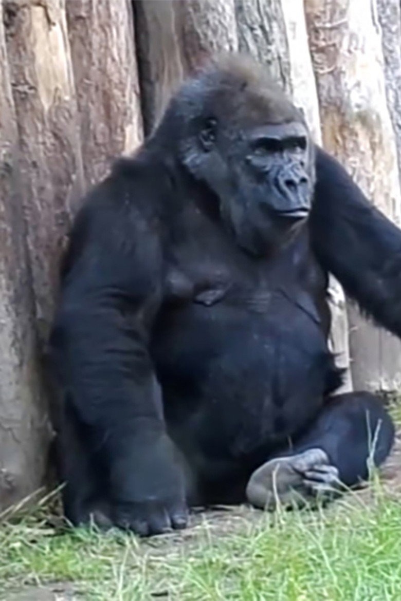 Gorilla Milk background