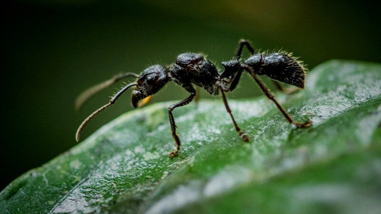 Imatge de Fabulous Insects - Ants