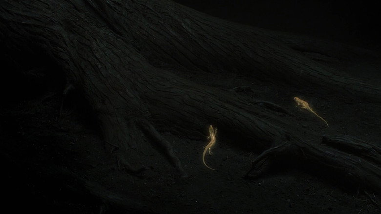 La forêt oubliée 9