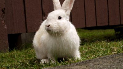 Still image for Wild Wild East season 1 episode 11: Invasion Still image for Wild Wild East season 1 episode 11: Invasion