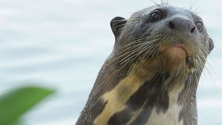 Still image for Brazil Untamed season 1 episode 9: Giant Otter Refuge Still image for Brazil Untamed season 1 episode 9: Giant Otter Refuge